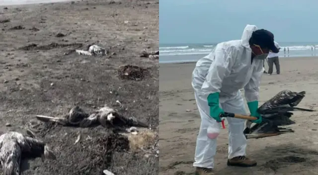 Gripe Aviar en Perú: Se registra muerte de más de 13,000 aves marinas por influenza Gripe Aviar en Perú: Se registra muerte de más de 13,000 aves marinas por influenza