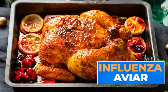 Conoce si es dañino para los humanos comer pavo en fiestas de fin de año. Conoce si es dañino para los humanos comer pavo en fiestas de fin de año.