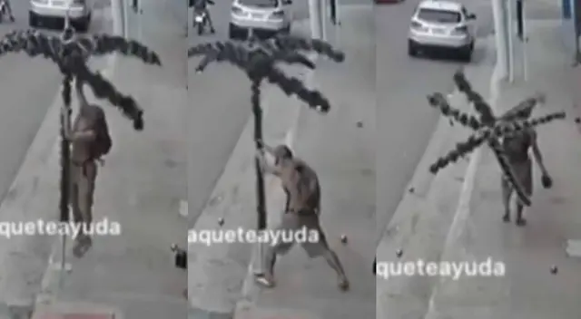 Hombre se roba árbol de navidad para adornar su casa y causa furor en TikTok