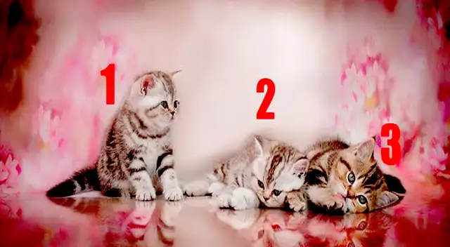 Elige el gato que más te gusta y conoce más de ti. Elige el gato que más te gusta y conoce más de ti.