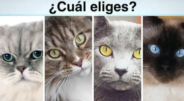 ¿Qué gato es tu favorito? Tu elección te revelará qué tan egocéntrico eres ¿Qué gato es tu favorito? Tu elección te revelará qué tan egocéntrico eres