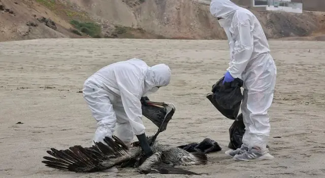 Conoce todos los detalles sobre la gripe aviar en el Perú