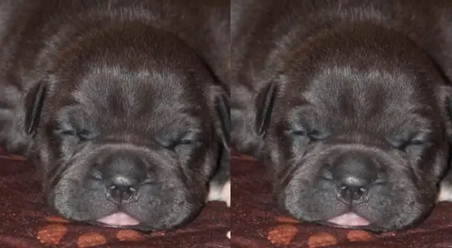 Encuentra al perrito escondido en la imagen en 5 segundos