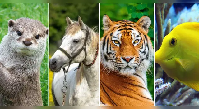 Elige tu animal favorito y descubre qué obstáculos tienes en la vida