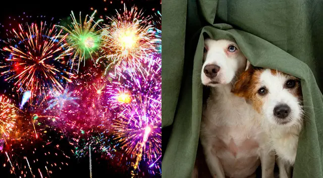 Consejos para cuidar a tu mascota ante los fuegos artificiales. Consejos para cuidar a tu mascota ante los fuegos artificiales.