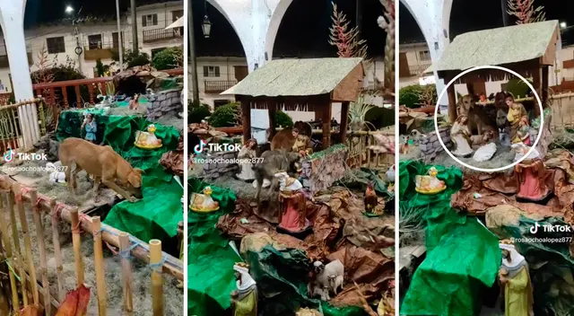 Los animalitos solo querían buscar una casa donde descansar y se ganaron el cariño de miles.
