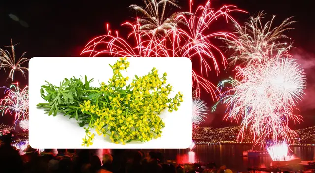 La ruda es una planta medicinal utilizada para diferentes rituales de "limpieza" espiritual.