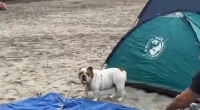 Las mascotas también son protagonistas en las excursiones por fin de año de las familias.