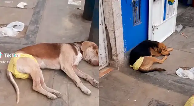 El Año Nuevo 2023 fue celebrado por todos, incluso por los perros.