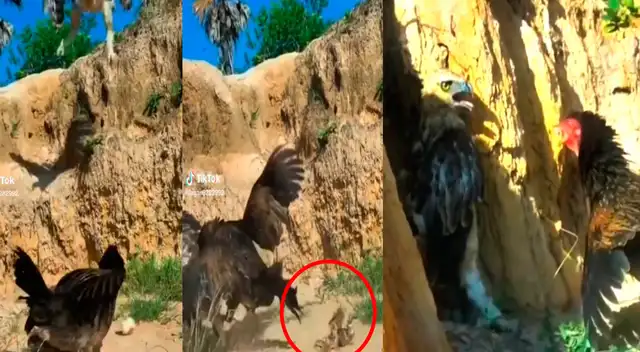 Impactante video del enfrentamiento de la mamá gallina se hizo viral.