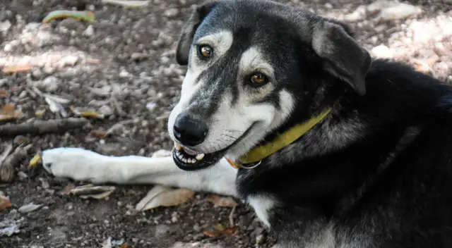 ¿Cuál es el origen del nombre 'Firulais' y por qué se usa en perritos callejeros? ¿Cuál es el origen del nombre 'Firulais' y por qué se usa en perritos callejeros?