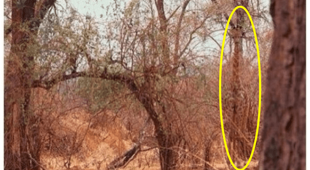  ¡Era una jirafa! Literalmente, el animal no podía ser más visible. ¿Lograste encontrarlo a tiempo? | Fuente: Twitter Acertijos y pluzzles.