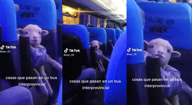 Una oveja se volvió viral en redes sociales tras viajar en un bus.