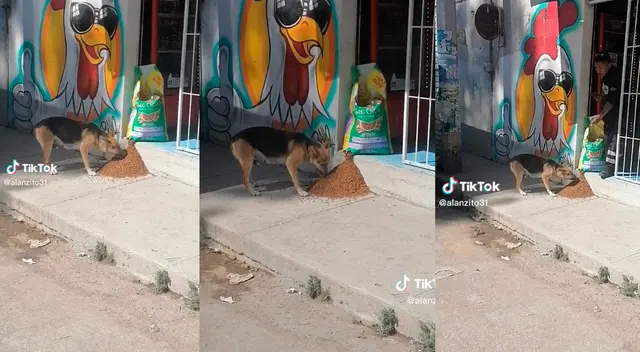 El animal generó ternura en miles de usuarios de TikTok.