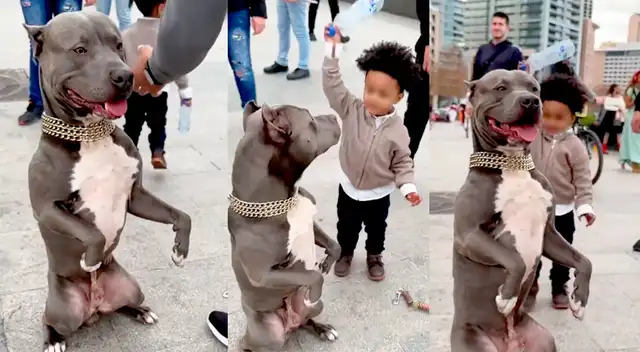 Un niño fue captado golpeando con una botella en reiteradas veces a un perro pitbull y usuarios comentan en redes.