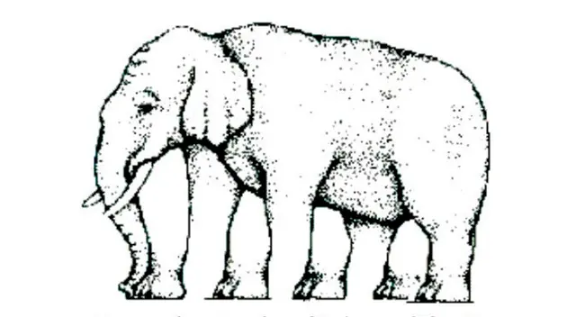 ¿Logras ver cuántas patas tiene este paquidermo? La respuesta no es nada sencilla. ¿Logras ver cuántas patas tiene este paquidermo? La respuesta no es nada sencilla.