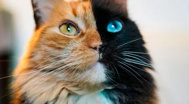 ¿Qué es un gato quimera y por qué es tan raro? Conoce más de estos felinos de 'dos caras' ¿Qué es un gato quimera y por qué es tan raro? Conoce más de estos felinos de 'dos caras'