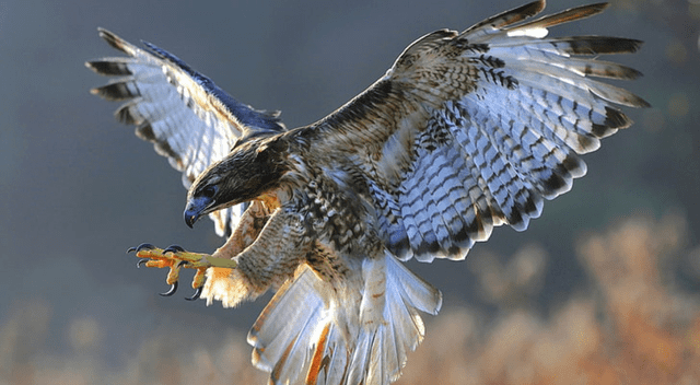 Apellido Mamani Apellido Mamani