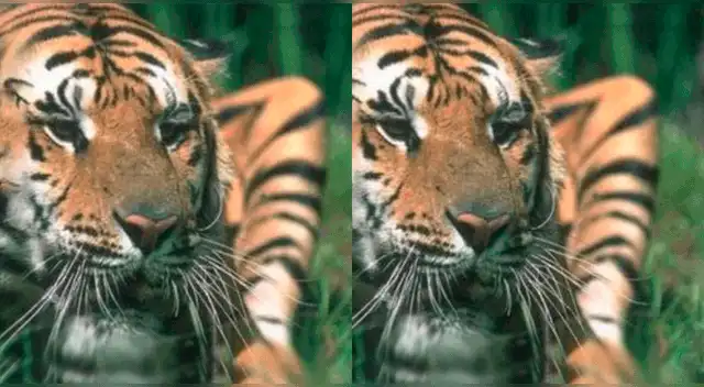 ¿Podrás con este reto visual? Si lo logras pasarás a integrar al grupo de los expertos. ¿Podrás con este reto visual? Si lo logras pasarás a integrar al grupo de los expertos.