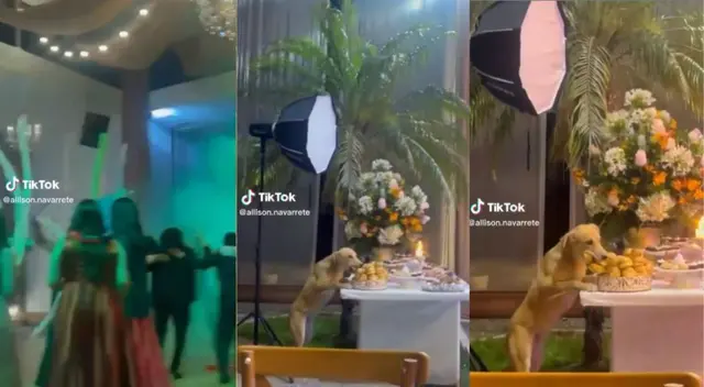 Un pequeño perrito captó la atención de miles de personas en TikTok.