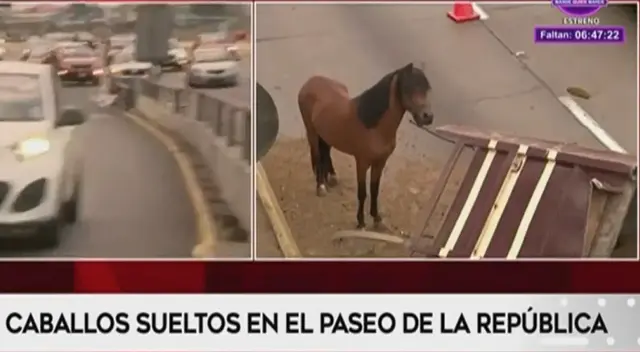 No se reportaron incidentes de magnitud, tanto contra los conductores y peatones, así como contra los cuadrúpedos sueltos.