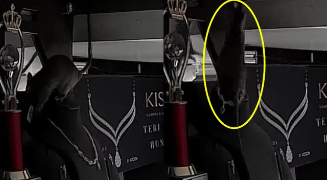 Peculiar 'incidente' no tardó en volverse viral y despertar infinidad de teorías sobre la curiosa habilidad de la rata. Peculiar 'incidente' no tardó en volverse viral y despertar infinidad de teorías sobre la curiosa habilidad de la rata.