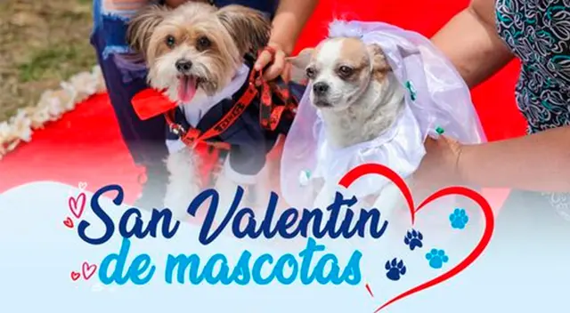 Este 18 de febrero se casarán varias mascotas en el Circuito mágico del agua. Este 18 de febrero se casarán varias mascotas en el Circuito mágico del agua.