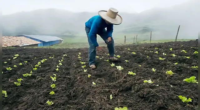 Los agricultores recibirán 800 soles por hectárea, mientras que los ganaderos obtendrán 266 soles por alpaca. Los agricultores recibirán 800 soles por hectárea, mientras que los ganaderos obtendrán 266 soles por alpaca.