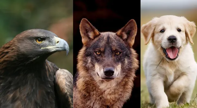 ¿Con cúal te identificas? Tu respuesta revelará muchos detalles sobre cómo eres.