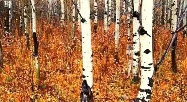 El reto visual que solo las mentes brillantes lograron superar en 10 segundos