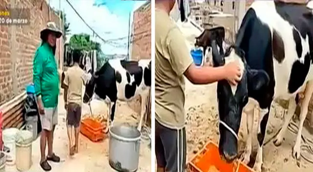 Tras salvar a su vaca, la familia le acondicionó un espacio para que estuviera cómoda.