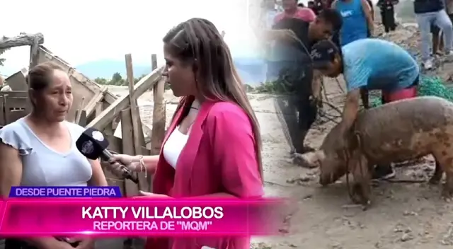 Mujer dueña del chancho rescatado en el río Chillón reveló que su animal terminó cocinado por vecinos