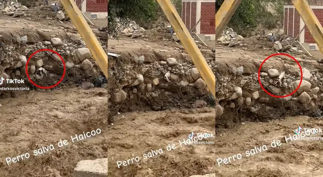 Perrito se vuelve viral en TikTok tras salvarse del huaico.