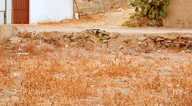 ¿Lograrás ubicar al gatito en tiempo récord? Demuestra que eres un GENIO. ¿Lograrás ubicar al gatito en tiempo récord? Demuestra que eres un GENIO.