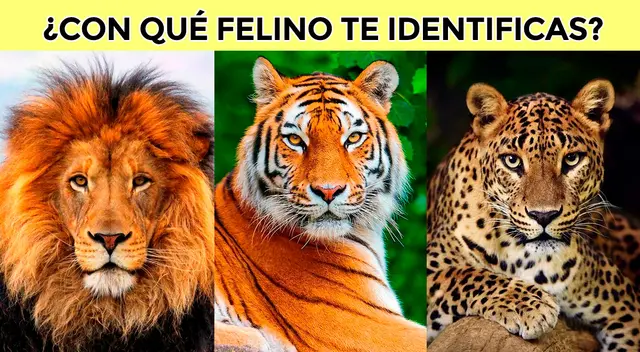 Elige el animal que más te guste o te represente para que puedas descubrir más información sobre tu forma de ser. |Composición: Líbero/ Pinterest