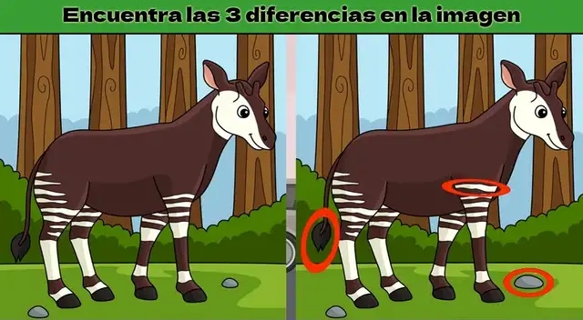 Reto visual