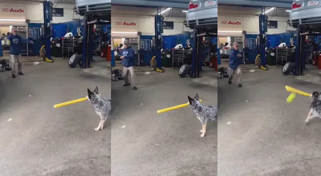 El perrito se convirtió, por un momento, en un 'beisbolista'.