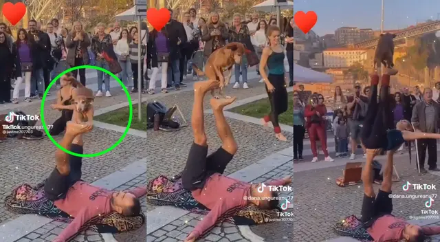 Perrito se vuelve viral con increíbles piruetas en sesión de yoga Perrito se vuelve viral con increíbles piruetas en sesión de yoga