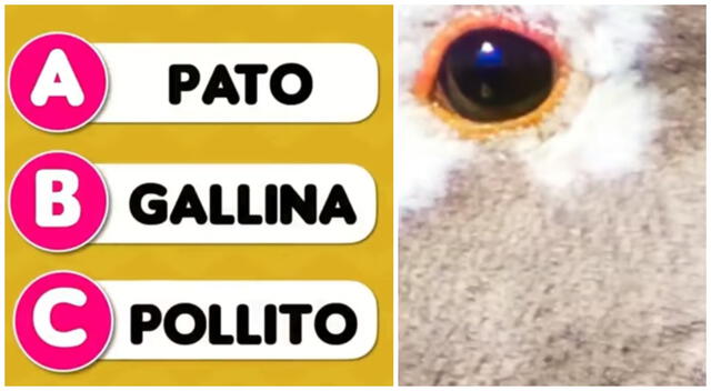 acertijo visual