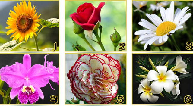 ¿Cuál de las flores es tu preferida? Conoce qué cualidad resalta en ti con solo elegir una