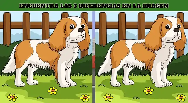 Solo si eres crack podrás ver las 3 diferencias entre los perros Solo si eres crack podrás ver las 3 diferencias entre los perros
