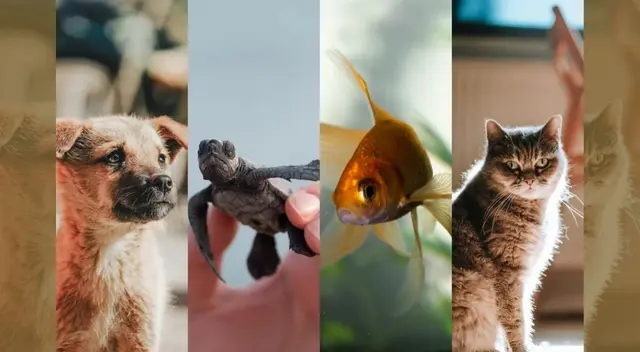 El animal que tengas como mascota, revelará datos interesantes sobre tu personalidad. El animal que tengas como mascota, revelará datos interesantes sobre tu personalidad.