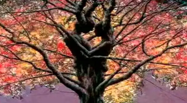 ¿Una pareja besándose o un árbol frondoso? Tu respuesta te dirá cómo eres en realidad con tu pareja.