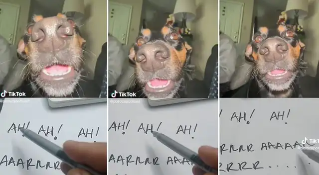 ¡El más estudioso del salón! Perrito enterneció las redes sociales al mostrar cómo estudia.