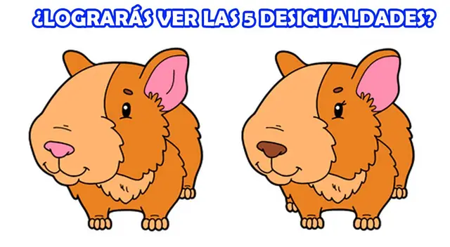Solo un GENIO encontrará las diferencias entre estos cuyes peruanos. ¿Podrás?