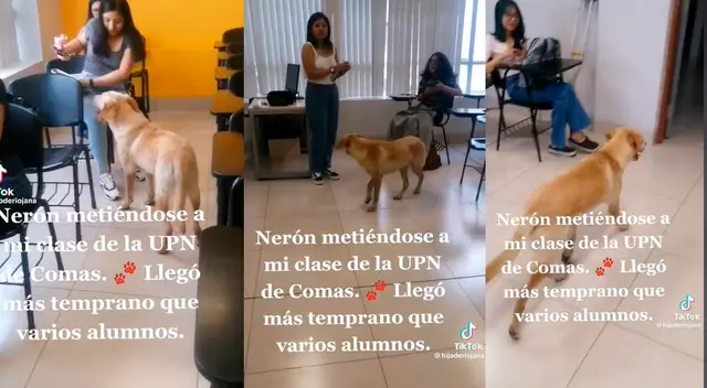 El can se mostró dócil y al momento de ser retirado del aula no opuso resistencia.
