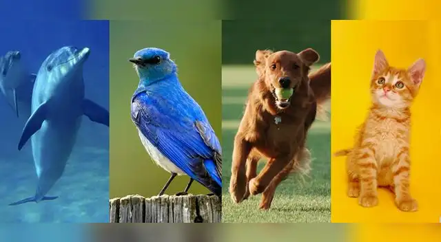 Escoge alguno de ellos y sabrás lo que tu 'instinto animal' quiere decirte