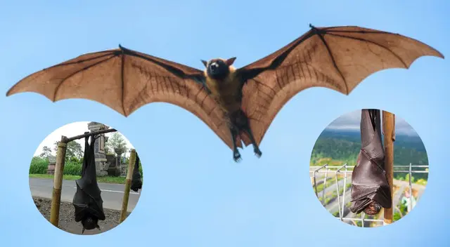 Este animal es considerado el más grande en su especie. Este animal es considerado el más grande en su especie.