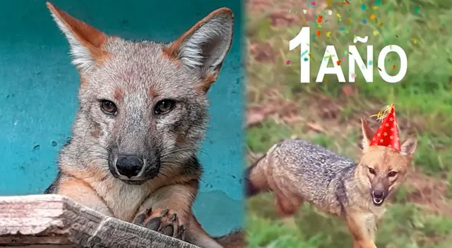 Conoce dónde vive el zorro Run Run, víctima del comercio ilegal de animales silvestres. Conoce dónde vive el zorro Run Run, víctima del comercio ilegal de animales silvestres.