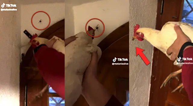 Gallina funciona mejor que insecticida y se vuelve viral en las redes sociales.